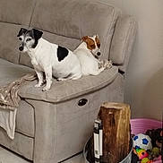 Iris Et Utopie participe au concours pour gagner de l'argent avec cette photo : animal, architecture, building, bulldog, canine, couch, dog, furniture, hardwood, hound, indoors, interiordesign, livingroom, person, pet, plant, puppy, room, tree, wood
