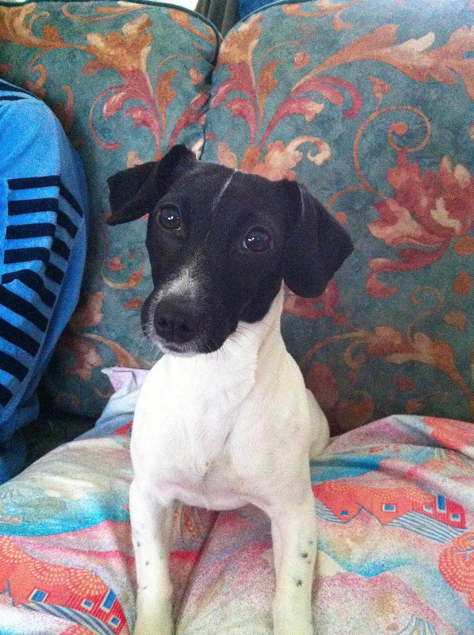 Iris