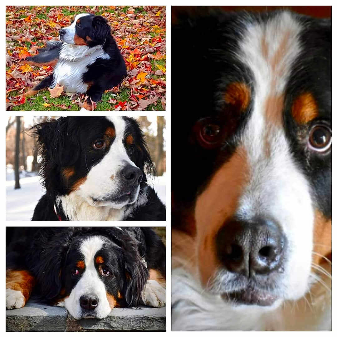 Elvis joined the competition — help win amazing prizes! australian_shepherd, bernese_mountain_dog, canidae, carnivore, companion_dog, dog, dog_breed, english_shepherd, giant_dog_breed, mammal, snout, sporting_group, st_bernard, vertebrate, working_dog