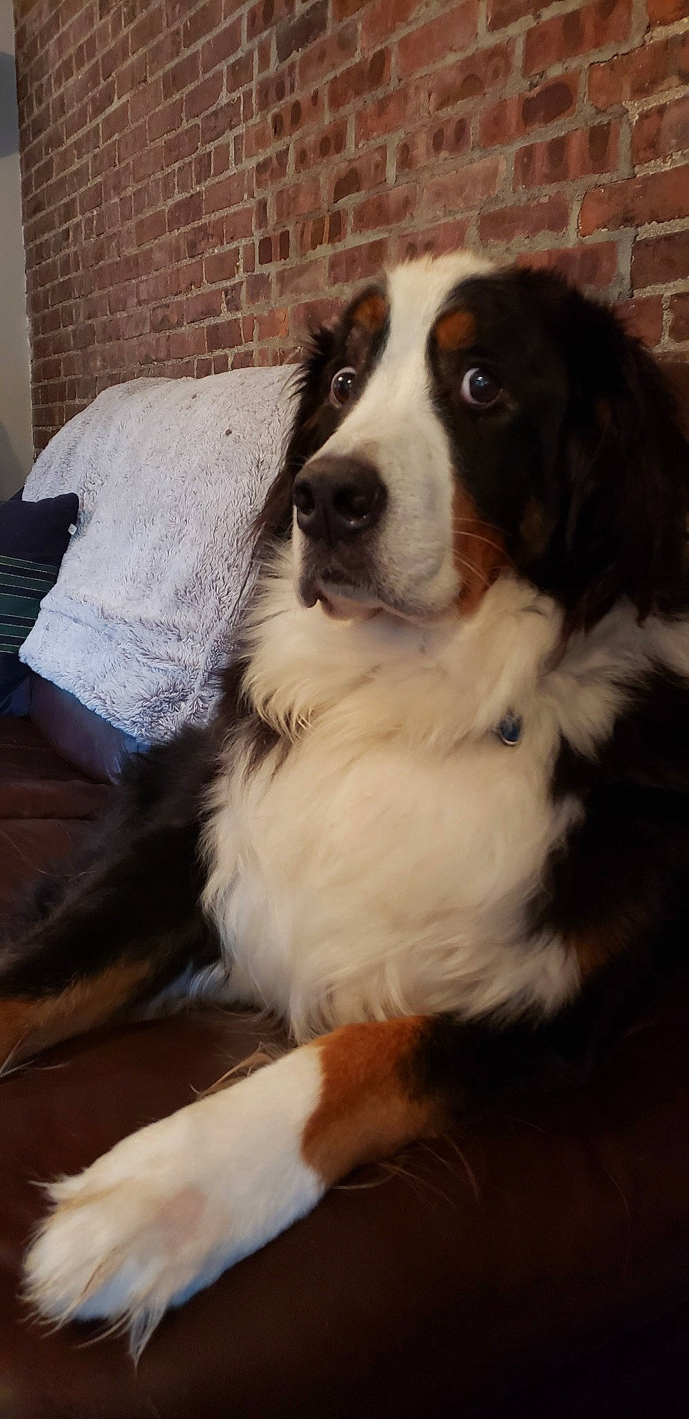 Elvis is registered to the contest to win money with this photo: australian_collie, australian_shepherd, bernese_mountain_dog, canidae, carnivore, companion_dog, dog, dog_breed, english_shepherd, mammal, rare_breed_dog, snout, sporting_group, vertebrate, working_dog