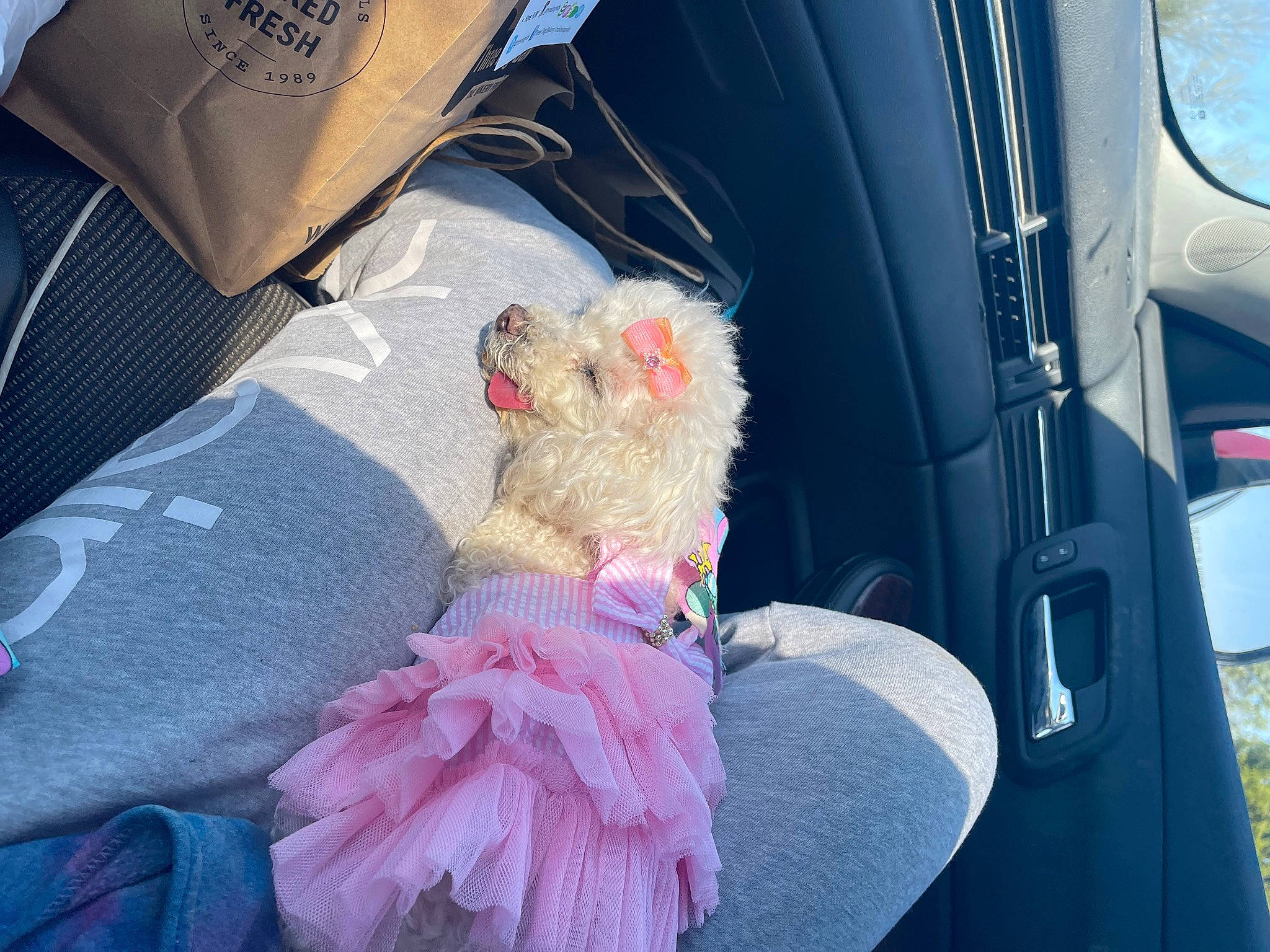 Lil Dog is registered to the contest to win money with this photo: auto_part, automotive_exterior, automotive_lighting, car_seat, car_seat_cover, carnivore, companion_dog, fashion_accessory, felidae, fur, hood, motor_vehicle, personal_luxury_car, stuffed_toy, sunglasses, tail, toy, toy_dog, vehicle_door, windshield