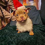 Caesar is registered to the contest to win money with this photo: puppy, dog, santa_hat, holiday, indoor, blanket, couch, person, christmas_lights, cozy, cute, pet, fur, face, ears, eyes, snout, warm_lighting, festive, home