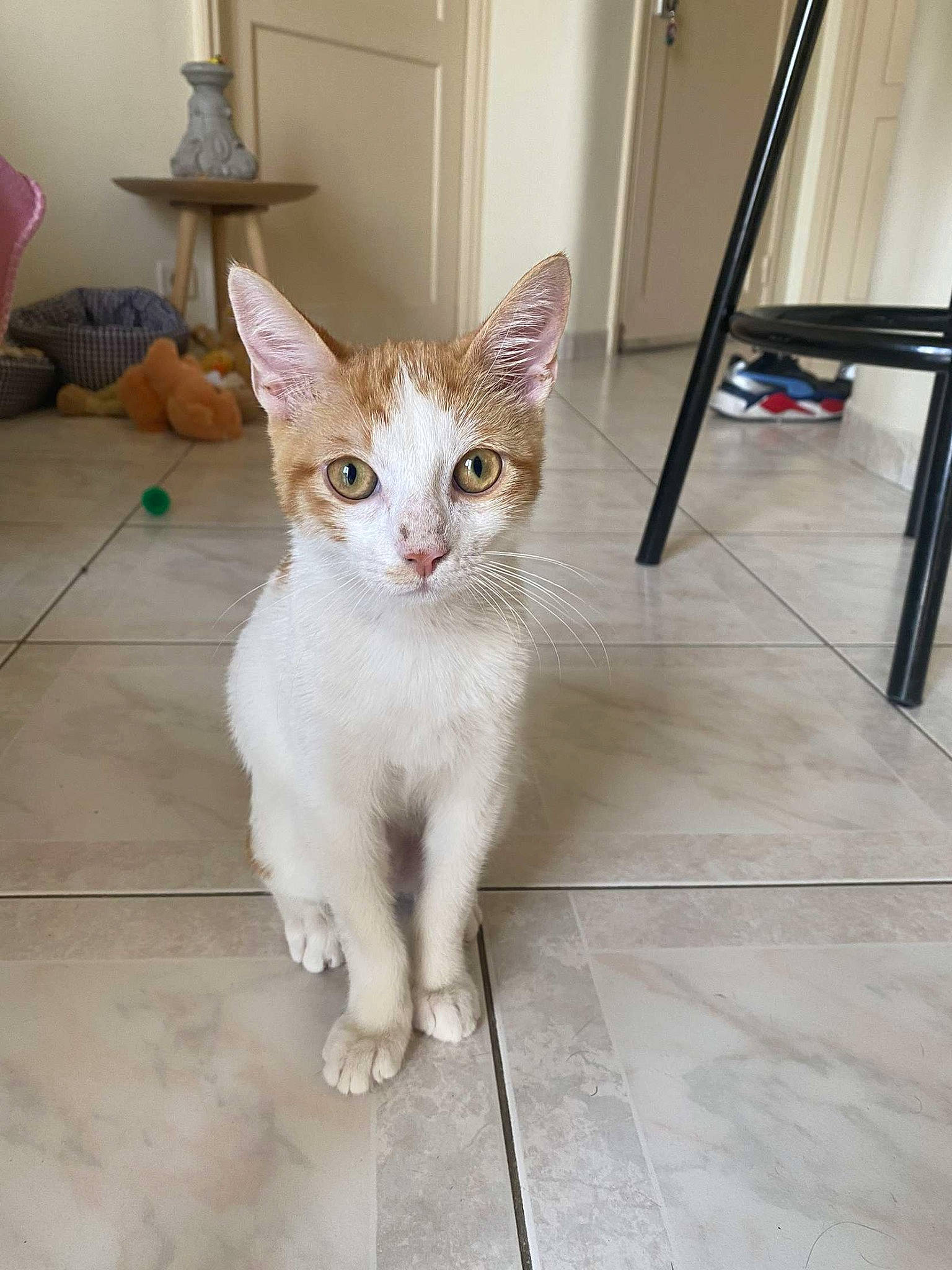 Canel participe au concours pour gagner de l'argent avec cette photo : carnivore, cat, domestic_short_haired_cat, door, fawn, felidae, floor, flooring, fur, hardwood, head, lamp, paw, sitting, small_to_medium_sized_cats, snout, tail, terrestrial_animal, whiskers, wood