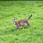 Raya participe au concours pour gagner de l'argent avec cette photo : cat, animal, grass, outdoor, pet, mammal, feline, nature, striped, alert, standing, green, fur, whiskers, tail, eyes, young, domestic, cute, curious