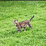 cat, animal, grass, outdoor, pet, mammal, feline, nature, striped, alert, standing, green, fur, whiskers, tail, eyes, young, domestic, cute, curious