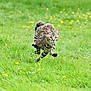 Raya a rejoint le concours — aidez-le/la à gagner de superbes lots ! cat, tabby, running, leaping, grass, greenery, outdoor, nature, animal, mammal, fur, whiskers, yellow_flowers, motion, active, field, daylight, wildlife, cute, pet
