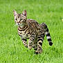 Raya participe au concours pour gagner de l'argent avec cette photo : cat, animal, grass, outdoor, running, alert, striped, spotted, feline, whiskers, tail, nature, mammal, wildlife, pet, playful, motion, greenery, young, fur