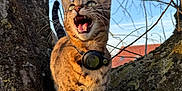 Raya a rejoint le concours — aidez-le/la à gagner de superbes lots ! cat, tabby_cat, tree, branch, outdoor, nature, animal, feline, pet, collar, sunlight, sky, blue_sky, whiskers, mouth_open, fur, stripes, daylight, bare_branches, closeup