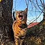 cat, tabby_cat, tree, branch, outdoor, nature, animal, feline, pet, collar, sunlight, sky, blue_sky, whiskers, mouth_open, fur, stripes, daylight, bare_branches, closeup