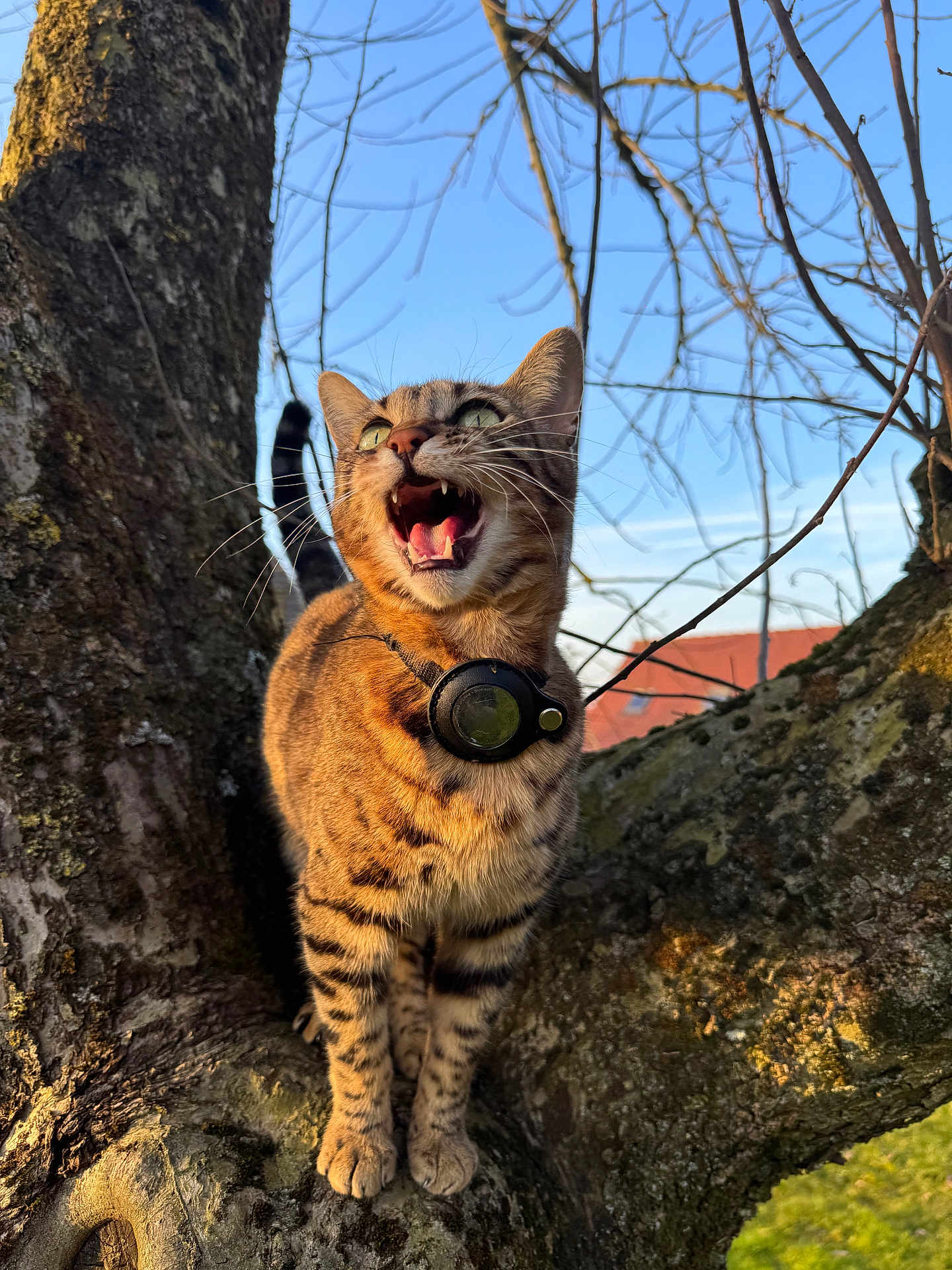 Raya a rejoint le concours — aidez-le/la à gagner de superbes lots ! cat, tabby_cat, tree, branch, outdoor, nature, animal, feline, pet, collar, sunlight, sky, blue_sky, whiskers, mouth_open, fur, stripes, daylight, bare_branches, closeup