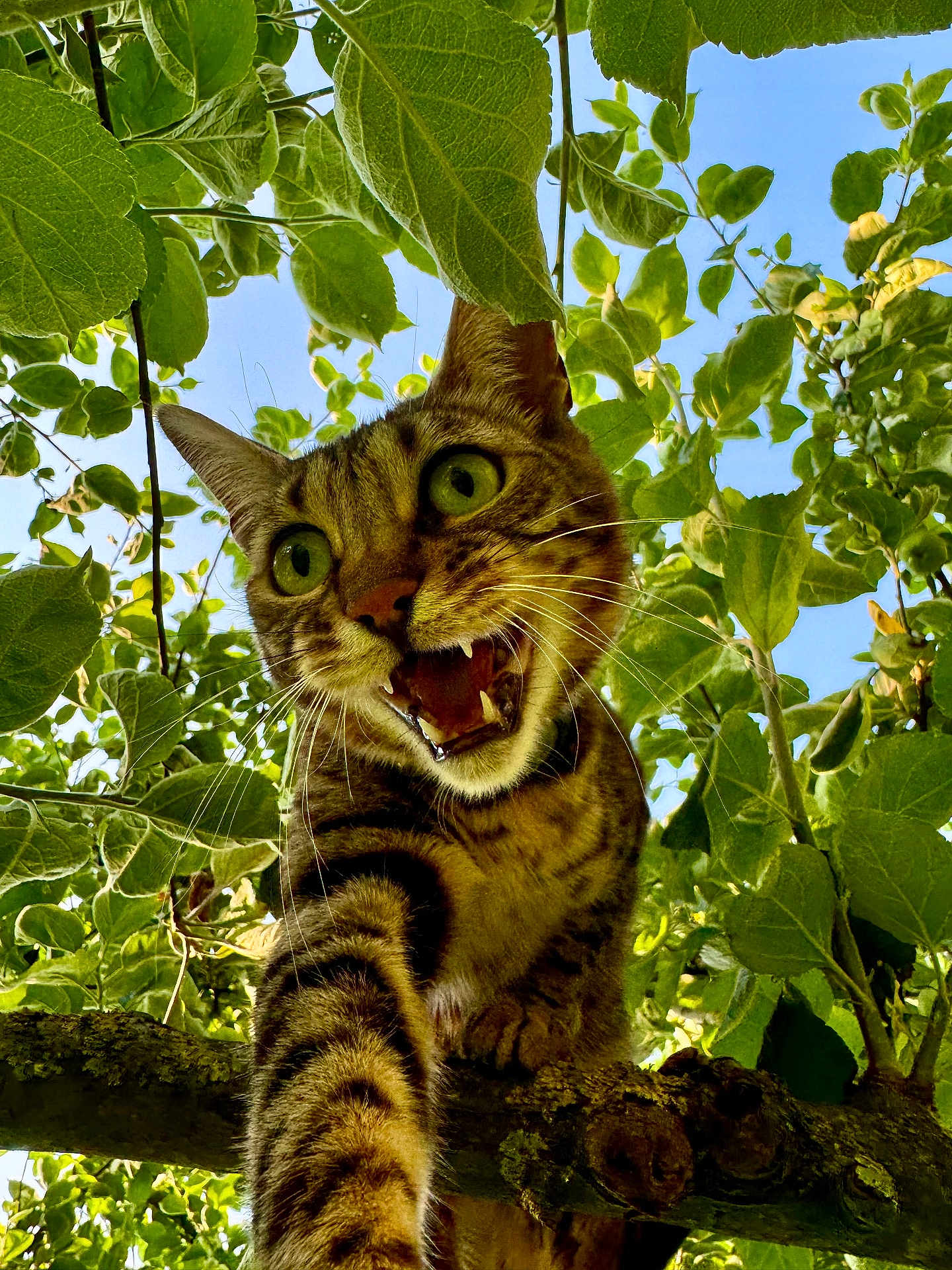 Raya a rejoint le concours — aidez-le/la à gagner de superbes lots ! cat, tabby, animal, tree, branch, green_leaves, nature, outdoor, sky, feline, whiskers, close_up, wildlife, mammal, alert, fur, claws, daylight, expressive, curious