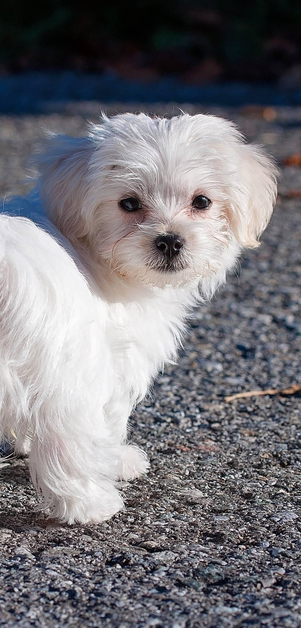 Harley Quinn joined the competition — help win amazing prizes! canidae, carnivore, companion_dog, dog, dog_breed, fur, mal_shi, maltepoo, plant, poodle_crossbreed, puppy, puppy_love, shih_poo, small_terrier, snout, sporting_group, terrier, toy_dog, water_dog, working_animal