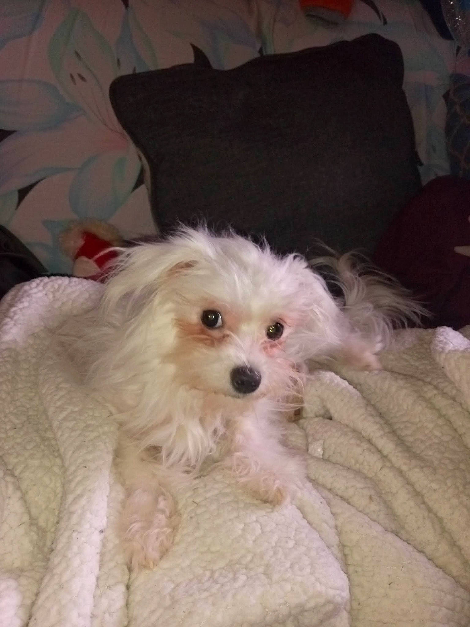 Harley Quinn joined the competition — help win amazing prizes! canidae, carnivore, companion_dog, dog, dog_breed, dog_supply, fur, labradoodle, maltepoo, non_sporting_group, poodle, small_terrier, snout, sporting_group, sunglasses, terrier, toy_dog, water_dog, working_animal, yorkipoo