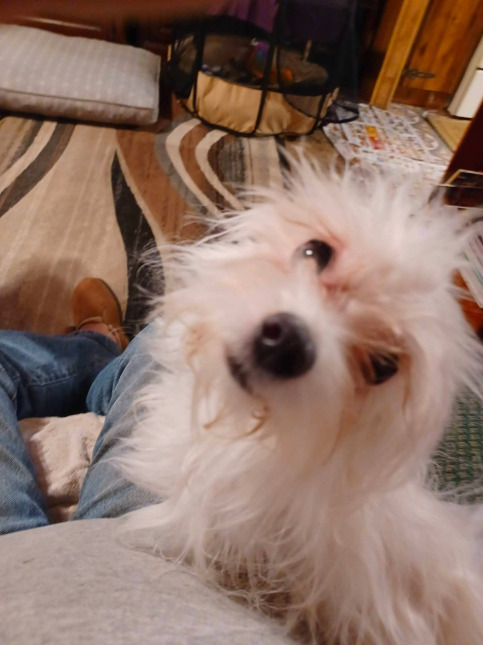 Harley Quinn joined the competition — help win amazing prizes! bag, carnivore, comfort, companion_dog, dog, dog_breed, flooring, fur, maltepoo, non_sporting_group, small_terrier, snout, sporting_group, terrier, toy_dog, wood, working_animal