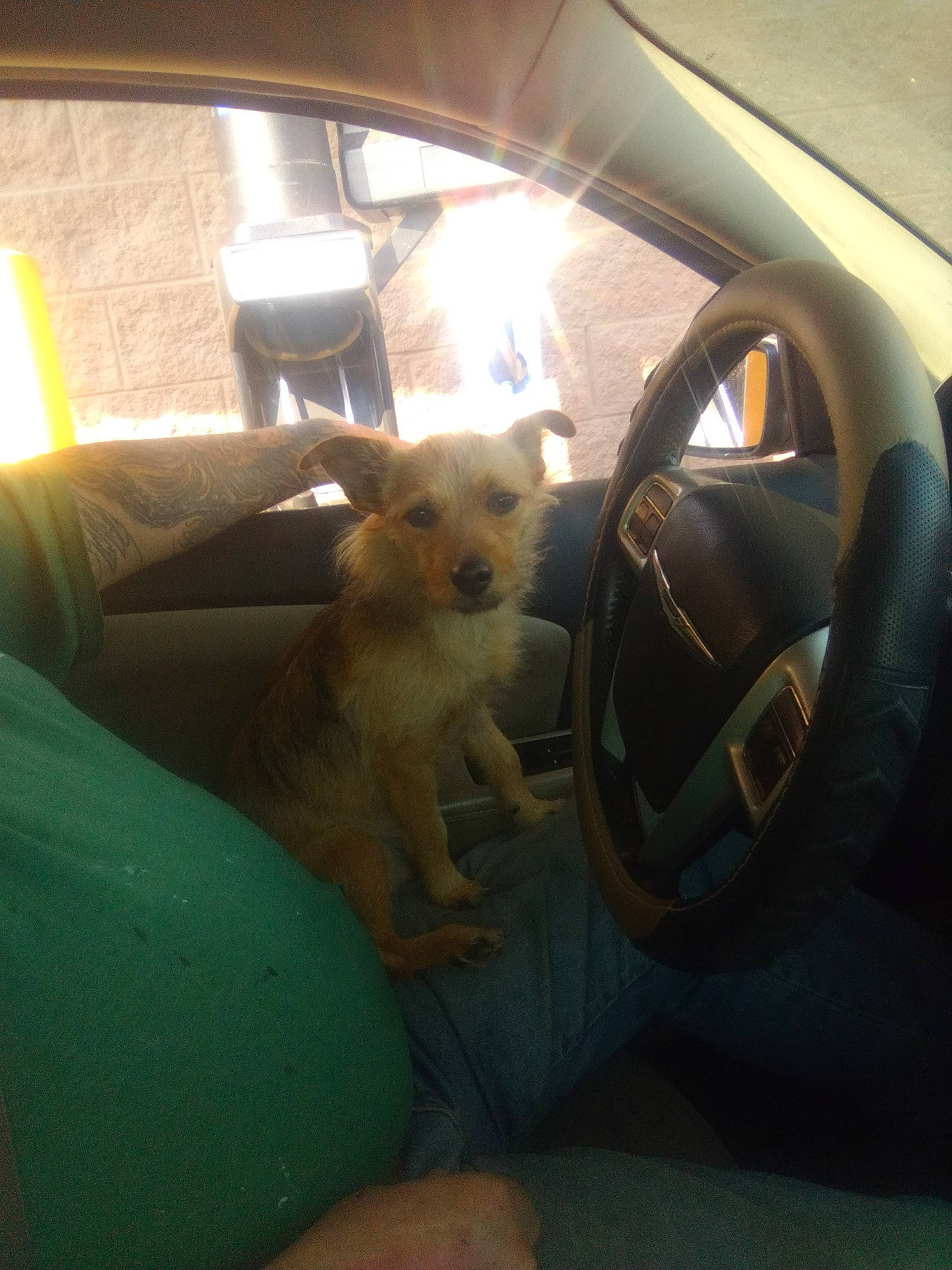 Stinky joined the competition — help win amazing prizes! auto_part, automotive_exterior, automotive_mirror, car, car_seat, carnivore, comfort, companion_dog, dog, dog_breed, door, fawn, motor_vehicle, personal_luxury_car, snout, steering_wheel, tints_and_shades, vehicle, vehicle_door, window