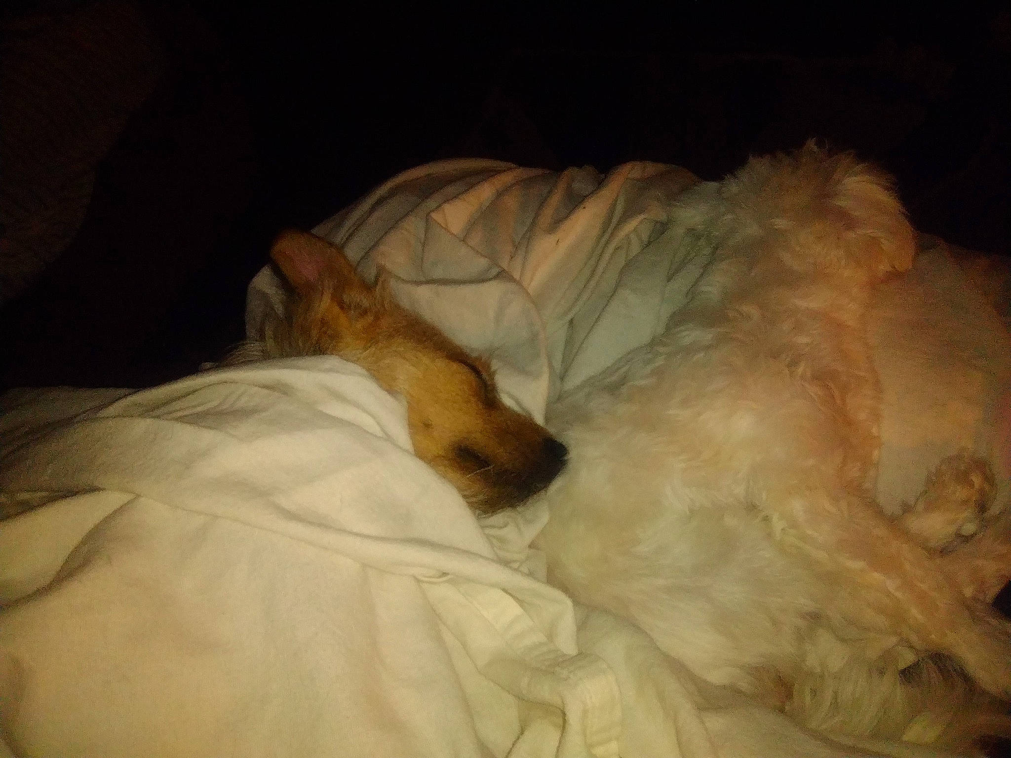 Stinky joined the competition — help win amazing prizes! bed, bed_sheet, bedding, canidae, carnivore, comfort, companion_dog, dog, dog_breed, duvet, fawn, felidae, fur, linens, mammal, nap, paw, snout, sporting_group, tail