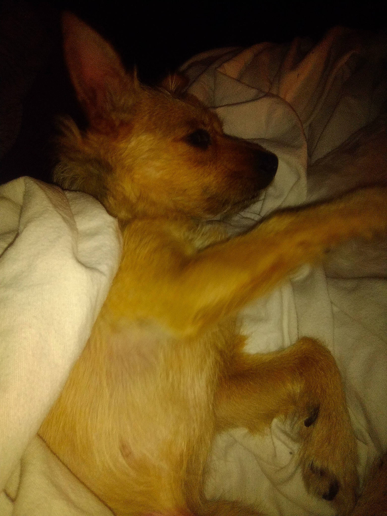 Stinky is registered to the contest to win money with this photo: canidae, carnivore, comfort, companion_dog, dog, dog_breed, ear, fawn, fur, non_sporting_group, paw, snout, sporting_group, tail, terrestrial_animal, toy_dog, whiskers, wildlife, wood, working_animal