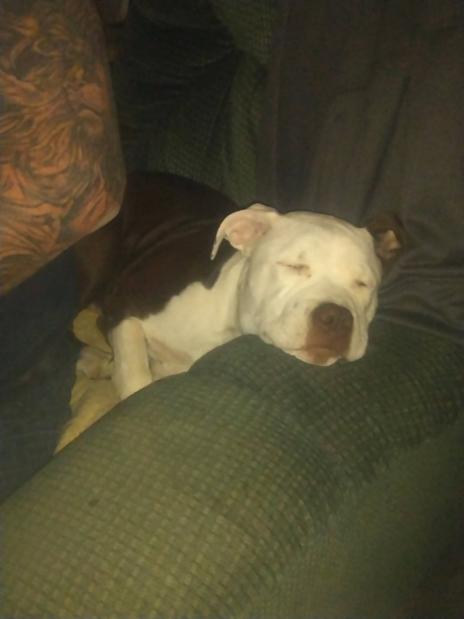 Ruby joined the competition — help win amazing prizes! bulldog, canidae, carnivore, comfort, companion_dog, couch, dog, dog_breed, dogo_argentino, fawn, linens, snout, sporting_group, tail, terrestrial_animal, toy_dog, whiskers, white_english_bulldog, working_animal, wrinkle