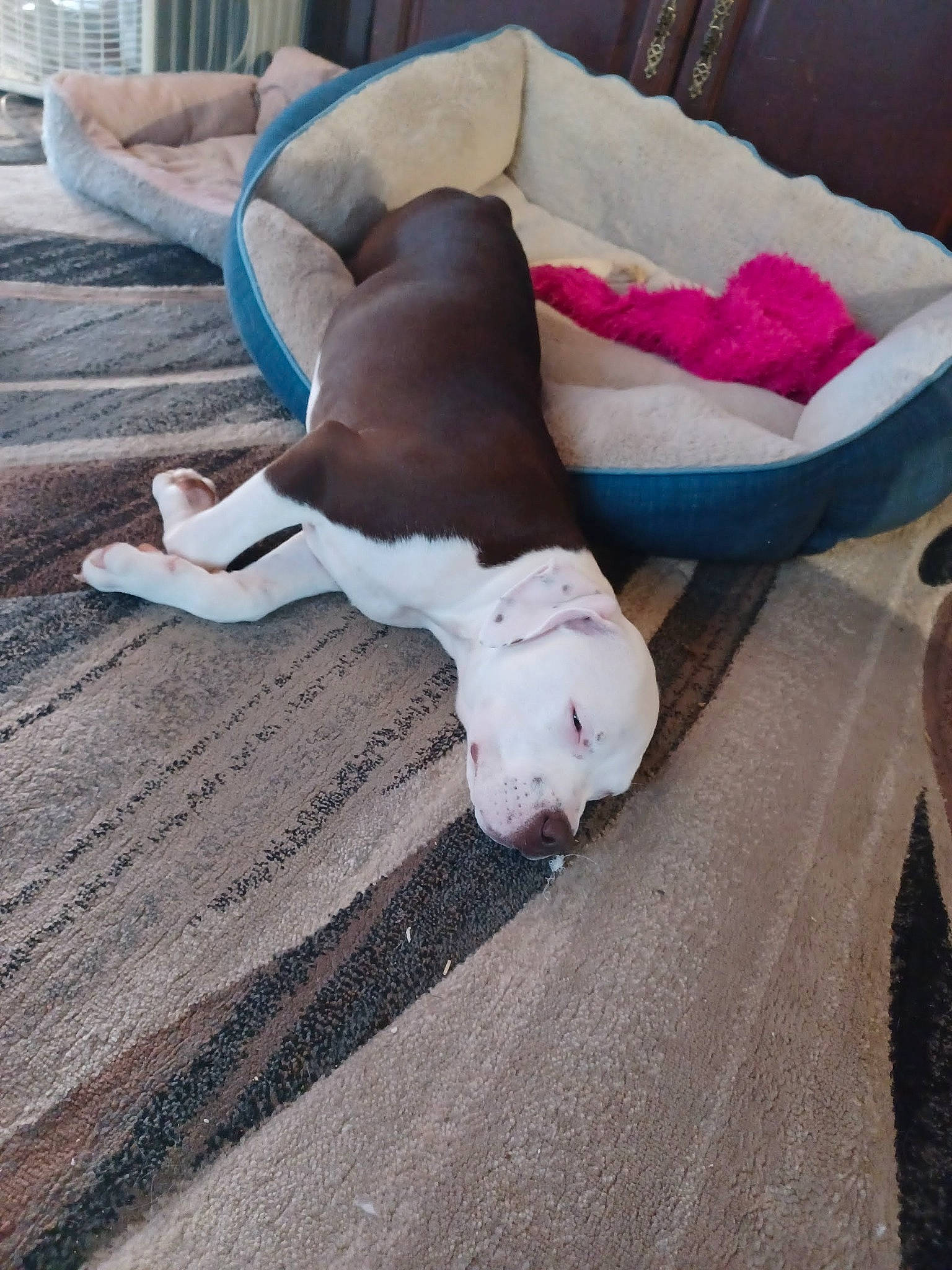 Ruby joined the competition — help win amazing prizes! canidae, carnivore, comfort, companion_dog, dog, dog_breed, fawn, felidae, flooring, fur, hardwood, human_leg, linens, paw, small_to_medium_sized_cats, snout, sporting_group, tail, wood, working_animal