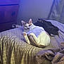 bed, blanket, casual, cat, clothes, cozy, curious, domestic_animal, dresser, feline, furniture, home, indoor, lying_down, patterned_blanket, pet, relaxed, resting, sleepy, soft_texture