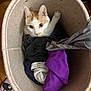 basket, cat, clothes, cozy, curious, domestic, feline, hiding, home, indoor, laundry_basket, looking_up, orange_and_white_cat, paws, pet, playful, sock, soft_textiles, whiskers, wooden_floor
