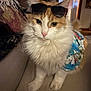 Meester joined the competition — help win amazing prizes! animal, cat, closeup, clothing, costume, couch, cute, fashion, feline, fluffy, home, indoor, mammal, orange_and_white, pet, pink_nose, portrait, relaxed, sunglasses, whiskers