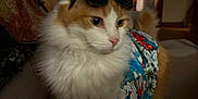 Meester joined the competition — help win amazing prizes! accessory, animal, cat, couch, cozy, cute, domestic, fashion, feline, floral_shirt, fluffy, home, indoor, mammal, orange_and_white, pet, portrait, relaxed, stylish, sunglasses