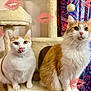 Meester joined the competition — help win amazing prizes! animal, cat, cat_tree, cats, curtains, cute, domestic, ears, feline, fur, household, indoor, kisses_overlay, licking, orange_and_white, pet, playful, two_animals, whiskers, window