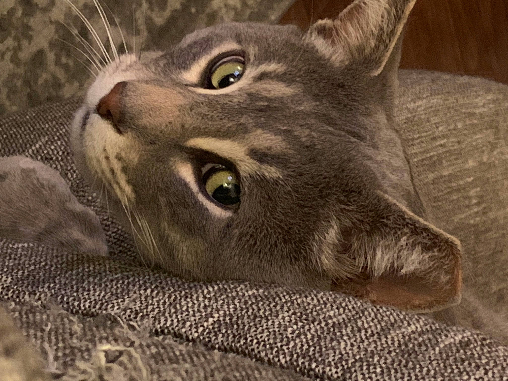 Gray is registered to the contest to win money with this photo: art, carnivore, cat, domestic_short_haired_cat, drawing, felidae, fur, grey, illustration, iris, painting, paw, small_to_medium_sized_cats, snout, terrestrial_animal, visual_arts, whiskers, wildlife, wood