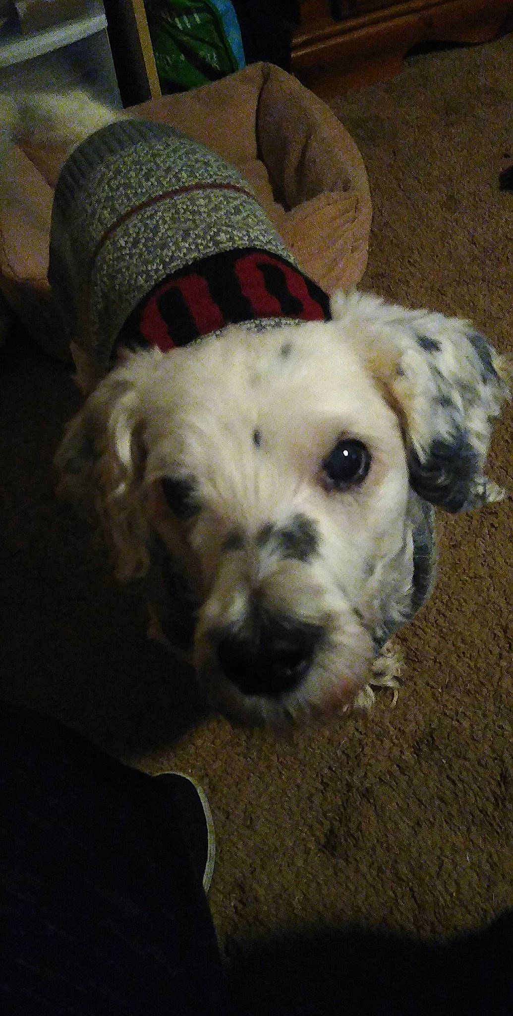 Tucker is registered to the contest to win money with this photo: canidae, carnivore, companion_dog, dog, dog_breed, dog_clothes, dog_supply, fur, hat, labradoodle, maltepoo, non_sporting_group, puppy, puppy_love, small_terrier, snout, sporting_group, terrier, toy_dog, working_animal