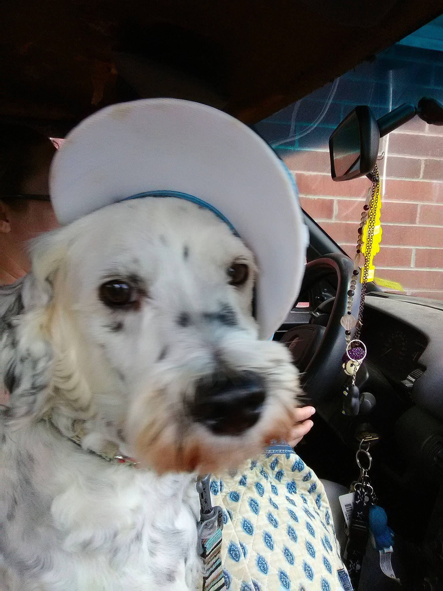 Tucker joined the competition — help win amazing prizes! canidae, carnivore, collar, companion_dog, dog, dog_breed, dog_collar, dog_supply, eyewear, fur, pattern, pet_supply, puppy_love, small_terrier, snout, sporting_group, terrier, toy_dog, windshield, working_animal