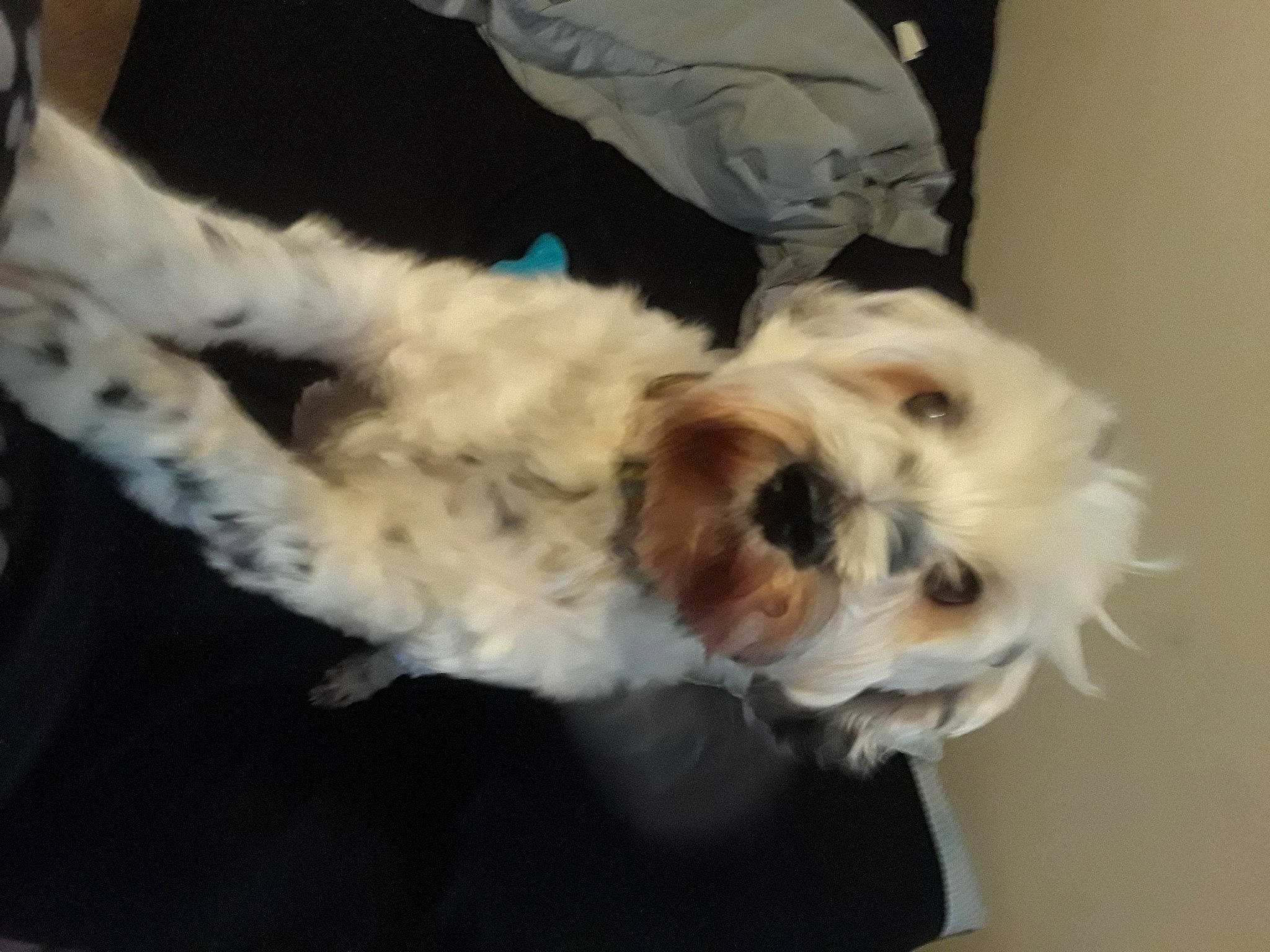 Tucker joined the competition — help win amazing prizes! bichon, carnivore, companion_dog, dog, dog_breed, fur, labradoodle, liver, mal_shi, pet_supply, poodle_crossbreed, shih_poo, small_terrier, snout, sporting_group, terrier, toy_dog, water_dog, whiskers, working_animal