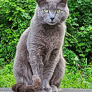 Grisette participe au concours pour gagner de l'argent avec cette photo : cat, gray_cat, animal, pet, feline, outdoor, greenery, foliage, nature, stone_ledge, sitting, fur, whiskers, tail, eyes, portrait, mammal, closeup, wildlife, calm