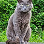 cat, gray_cat, animal, pet, feline, outdoor, greenery, foliage, nature, stone_ledge, sitting, fur, whiskers, tail, eyes, portrait, mammal, closeup, wildlife, calm