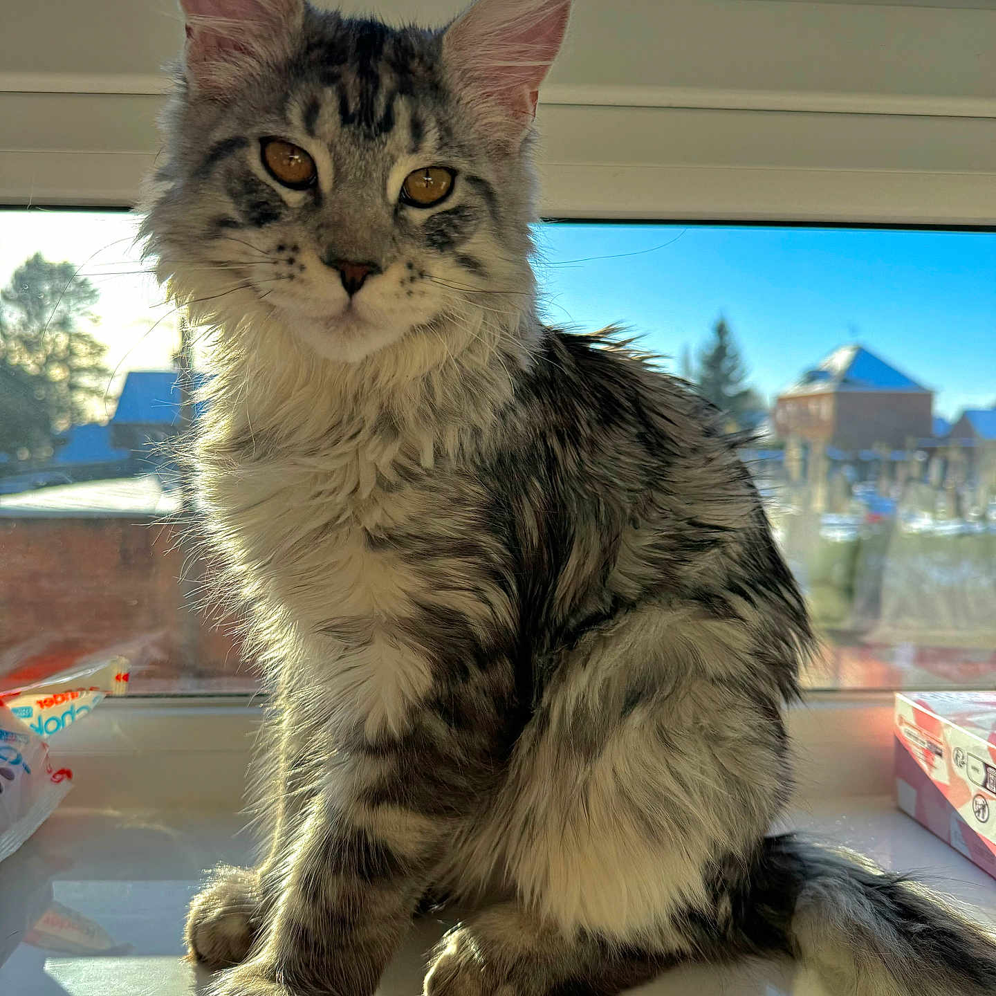 Uki a rejoint le concours — aidez-le/la à gagner de superbes lots ! animal, cat, closeup, daylight, ears, feline, fluffy, fur, house, indoor, long_hair, pet, portrait, reflection, sitting, sunlight, tail, whiskers, window, windowsill