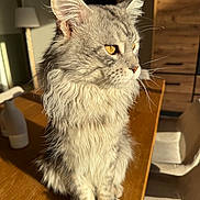 Uki a rejoint le concours — aidez-le/la à gagner de superbes lots ! animal, cat, chair, closeup, cozy, domestic_cat, fluffy, fur, furniture, gray, indoor, lamp, pet, portrait, sitting, sunlight, table, whiskers, wooden_table, yellow_eyes