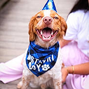 Volt participe au concours pour gagner de l'argent avec cette photo : dog, birthday, party_hat, bandana, happy, smiling, pet, celebration, outdoor, wooden_deck, canine, close_up, festive, companion, human, casual_clothing, pink_pants, white_shirt, friendship, joy