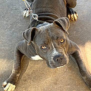 Jinx is registered to the contest to win money with this photo: dog, gray_dog, leash, collar, concrete_floor, pet, animal, outdoor, paw, face, ears, looking_up, curious, affectionate, canine, young_dog, close_up, resting, domestic_animal, companion