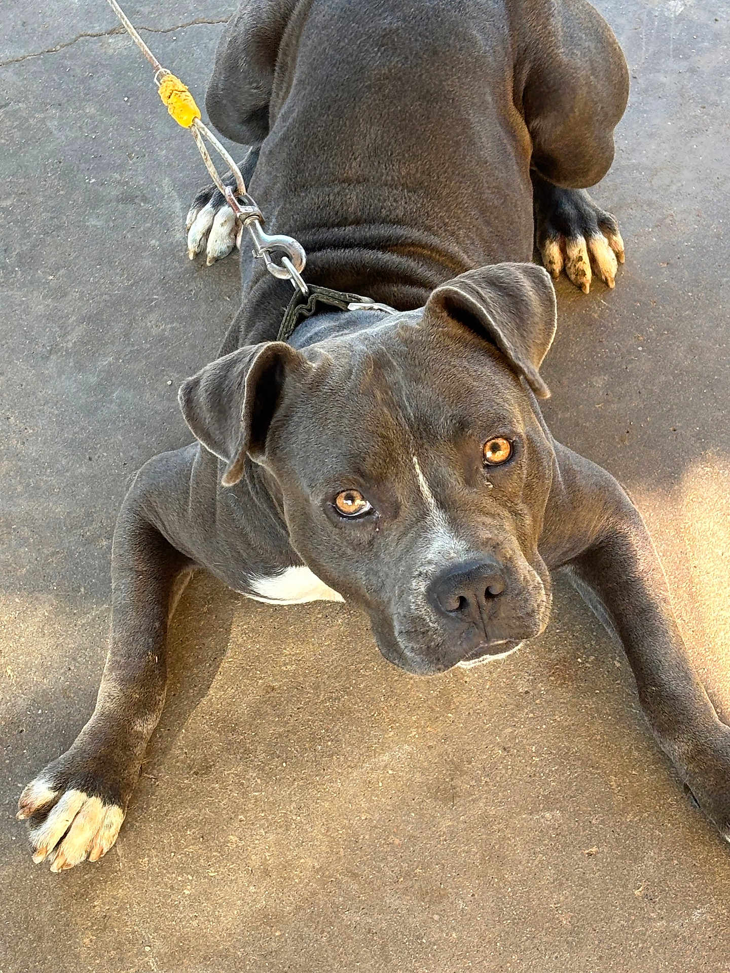 Jinx is registered to the contest to win money with this photo: dog, gray_dog, leash, collar, concrete_floor, pet, animal, outdoor, paw, face, ears, looking_up, curious, affectionate, canine, young_dog, close_up, resting, domestic_animal, companion