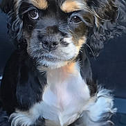 Lucy is registered to the contest to win money with this photo: puppy, dog, tricolor, cute, fluffy, close_up, pet, animal, young, sitting, fur, black, white, brown, indoors, adorable, face, eyes, portrait, companion