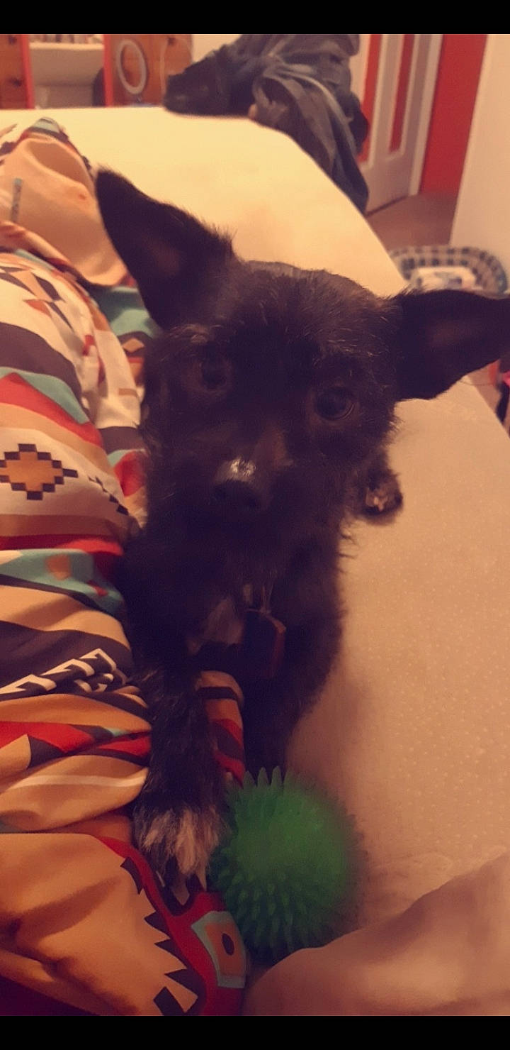 Buddy joined the competition — help win amazing prizes! cairn_terrier, canidae, carnivore, chihuahua, dog, dog_breed, ear, non_sporting_group, puppy, schnauzer, sporting_group, toy_dog