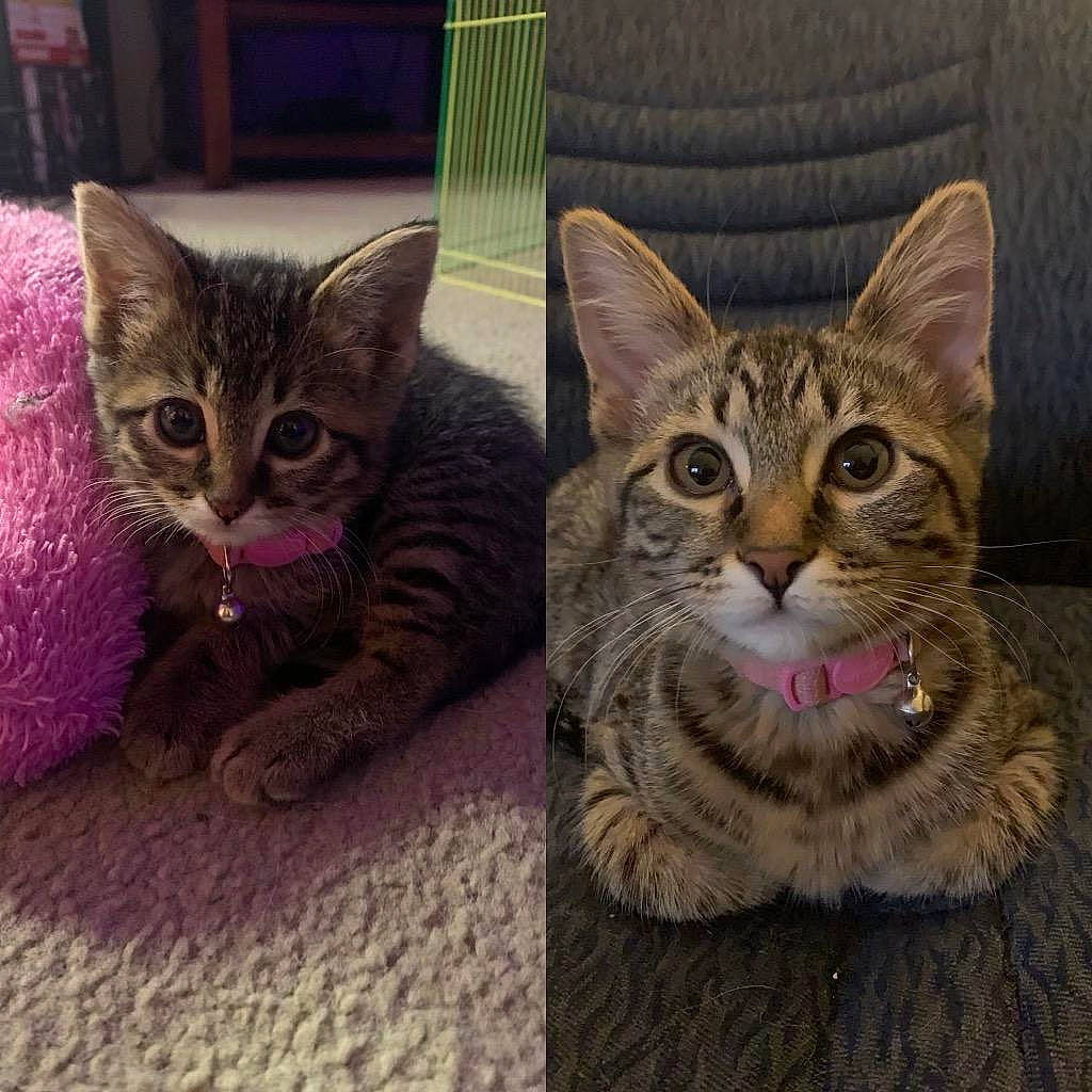 Miss Bella is registered to the contest to win money with this photo: art, carnivore, cat, domestic_short_haired_cat, felidae, fur, mammal, organism, paint, paw, sitting, small_to_medium_sized_cats, snout, square, tail, terrestrial_animal, vertebrate, whiskers, wildlife