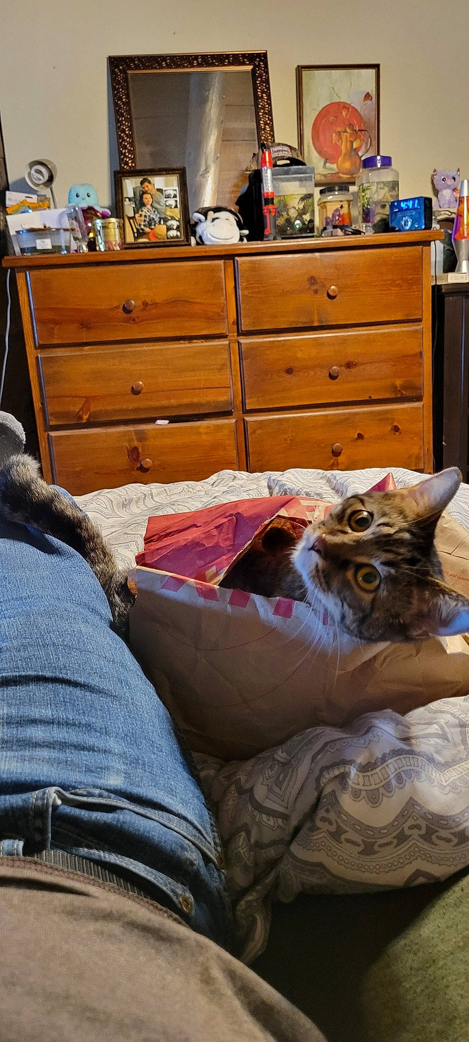 Miss Bella is registered to the contest to win money with this photo: bedding, cabinetry, carnivore, cat, chest_of_drawers, comfort, drawer, dresser, fawn, felidae, floor, flooring, furniture, grey, hardwood, linens, small_to_medium_sized_cats, textile, whiskers, wood