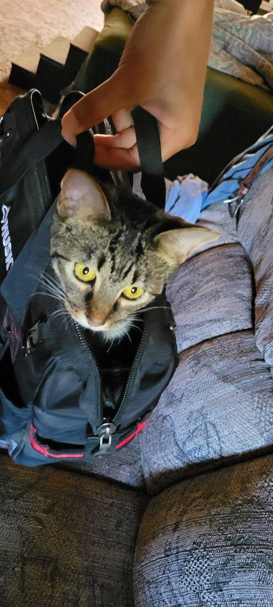 Miss Bella is registered to the contest to win money with this photo: bag, carnivore, cat, claw, comfort, domestic_short_haired_cat, felidae, fur, lap, nail, sitting, small_to_medium_sized_cats, whiskers