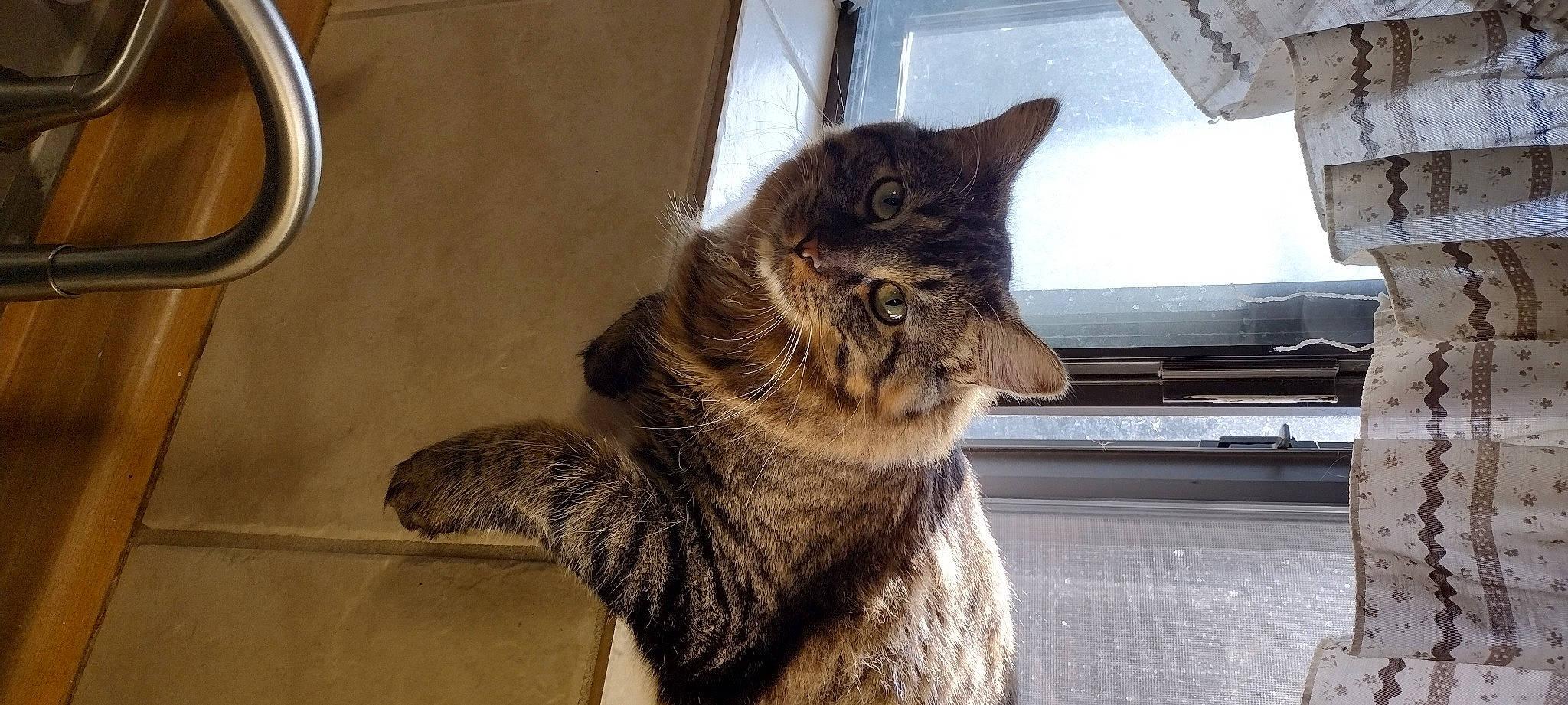 Baxter Aka Mister Fluff