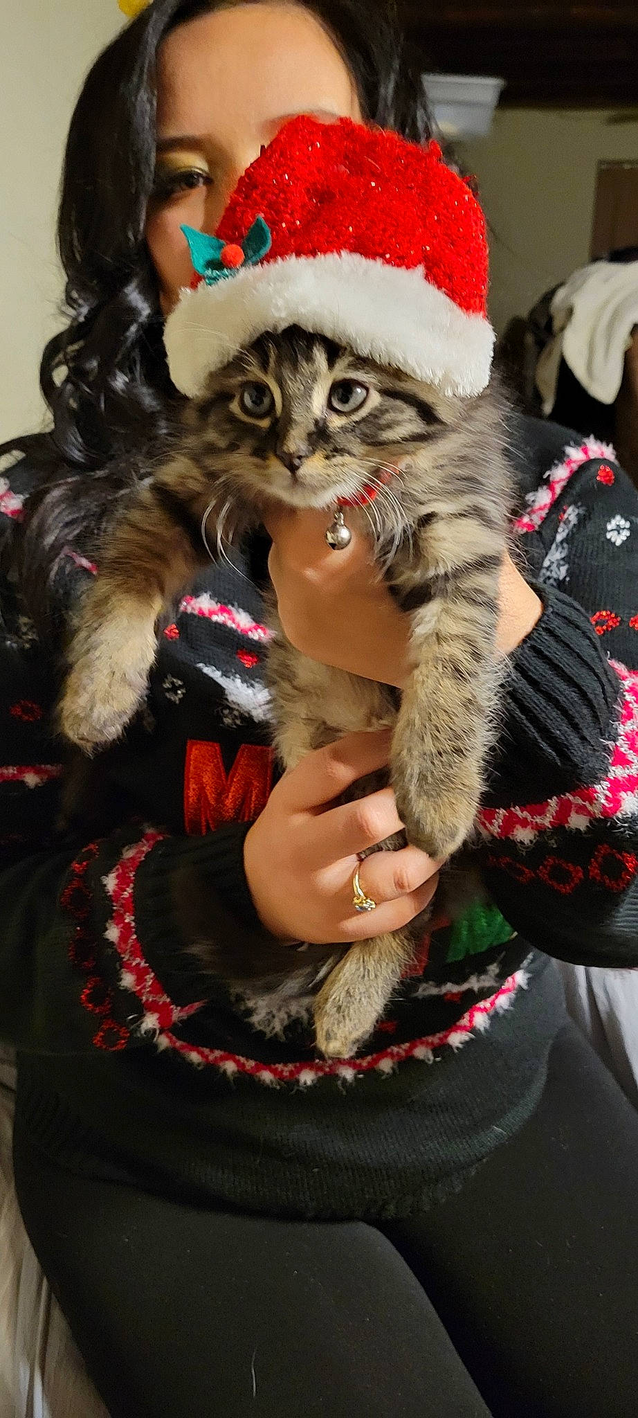 Baxter Aka Mister Fluff joined the competition — help win amazing prizes! carnivore, cat, christmas, christmas_ornament, costume_hat, event, fashion_accessory, fawn, felidae, fur, fur_clothing, hat, holiday, lap, mammal, pattern, small_to_medium_sized_cats, snout, textile, whiskers