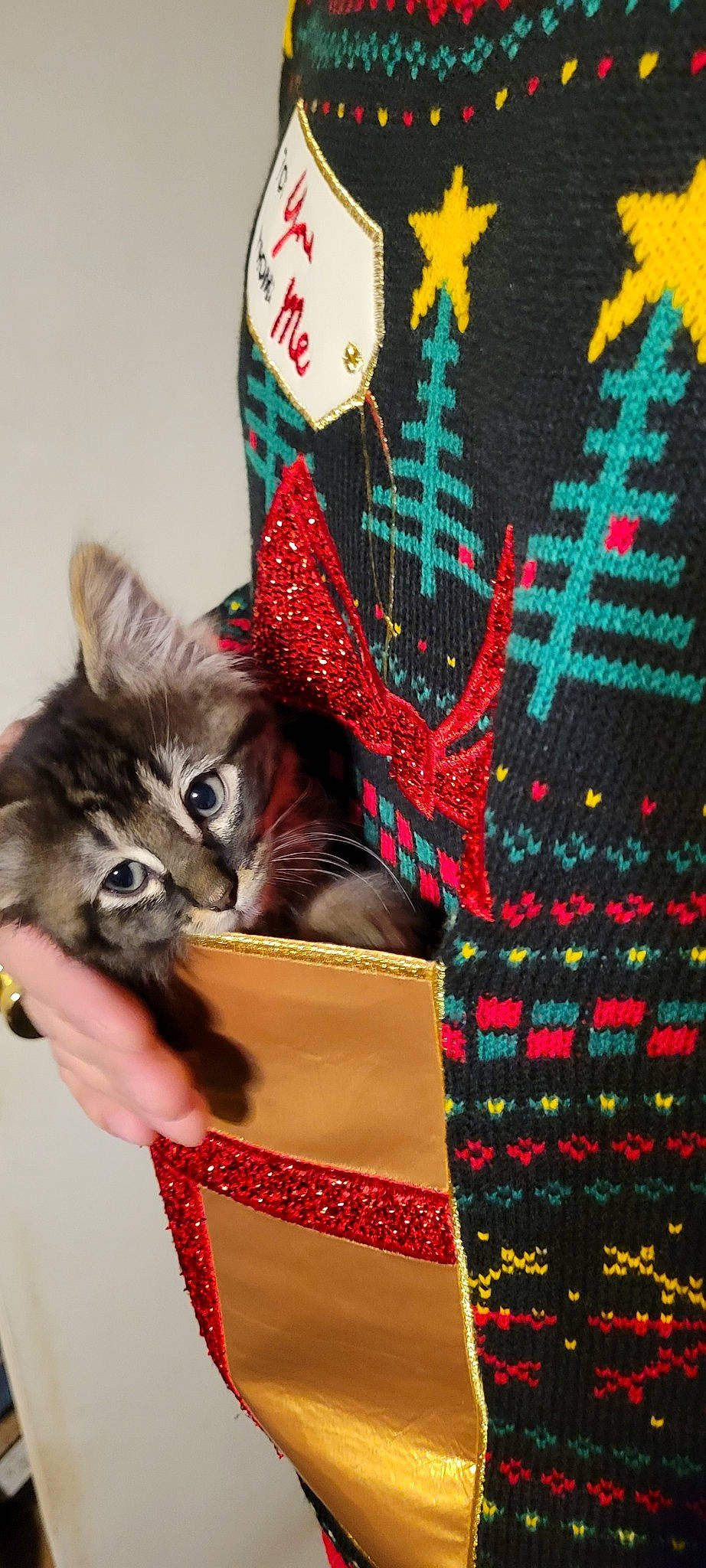 Baxter Aka Mister Fluff joined the competition — help win amazing prizes! bag, box, carmine, carnivore, cat, christmas, christmas_decoration, christmas_ornament, domestic_short_haired_cat, event, fawn, felidae, fur, holiday, linens, pattern, plaid, small_to_medium_sized_cats, tartan, whiskers