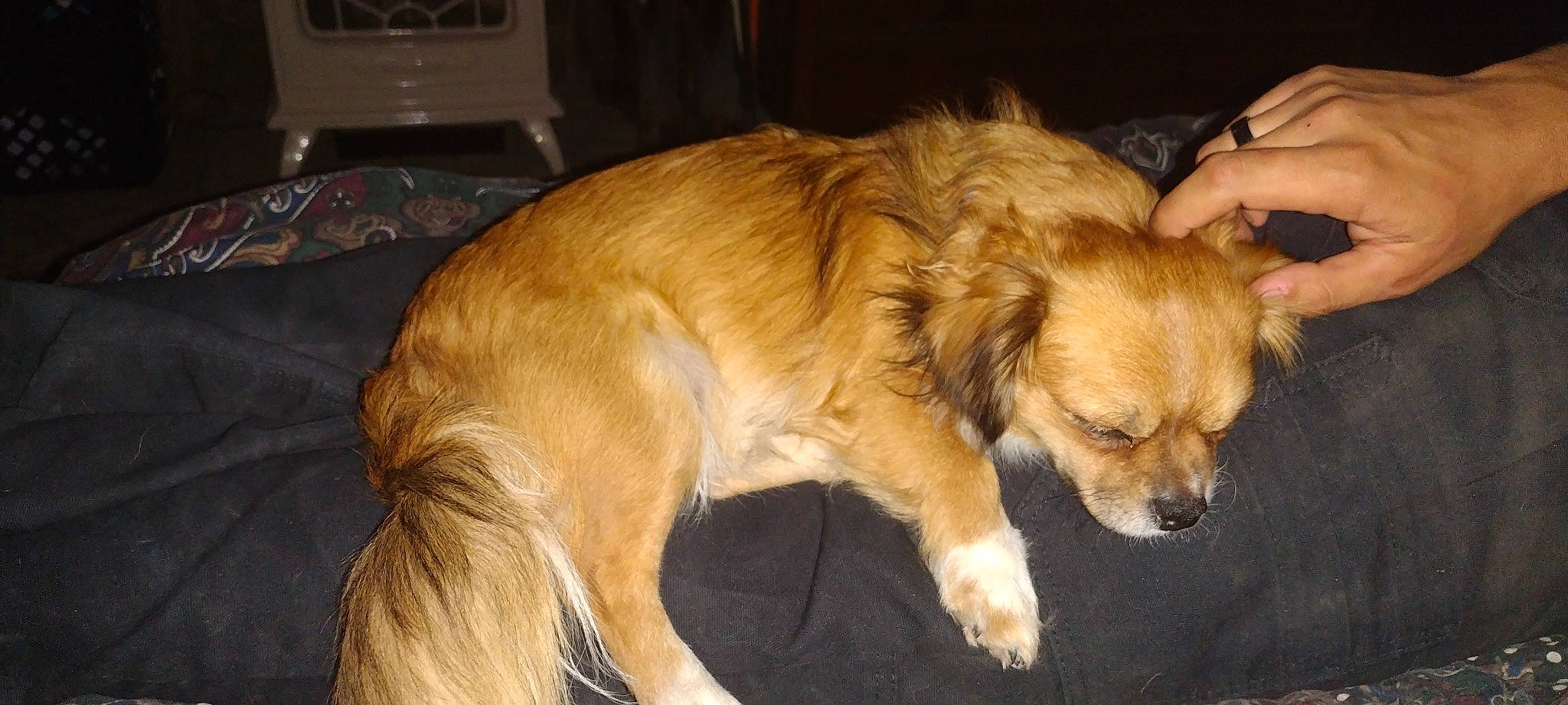 Chase joined the competition — help win amazing prizes! canidae, carnivore, comfort, companion_dog, dog, dog_breed, fawn, felidae, fur, guard_dog, liver, non_sporting_group, paw, puppy_love, snout, sporting_group, tail, toy_dog, whiskers, working_animal