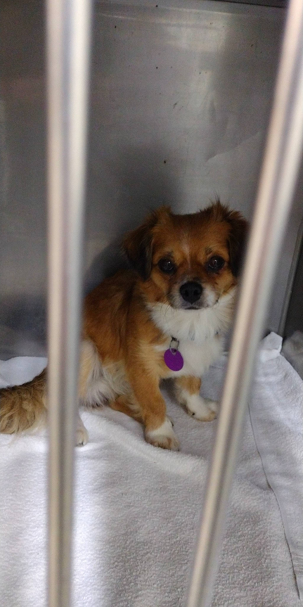 Chase is registered to the contest to win money with this photo: canidae, carnivore, companion_dog, dog, dog_breed, dog_supply, door, eye, fawn, fur, non_sporting_group, pet_supply, puppy, snout, sporting_group, terrestrial_animal, tibetan_spaniel, toy_dog, whiskers, working_animal