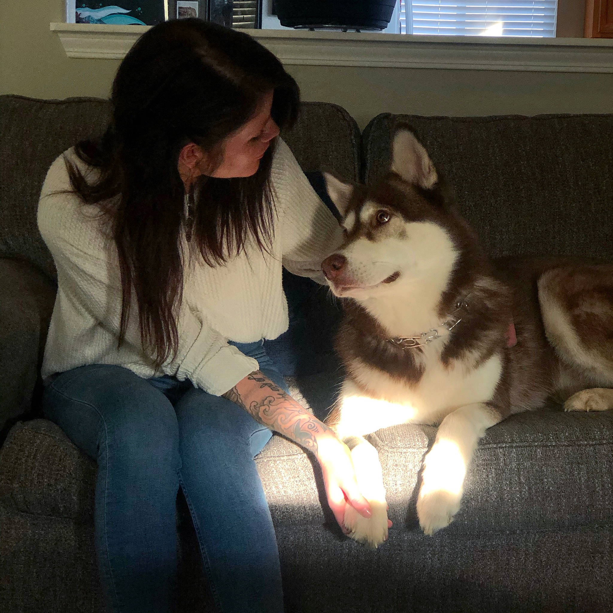 Lydia joined the competition — help win amazing prizes! canidae, carnivore, comfort, companion_dog, couch, dog, dog_breed, fun, fur, happy, lap, picture_frame, siberian_husky, sitting, sled_dog, sporting_group, t_shirt, thigh, window, window_blind